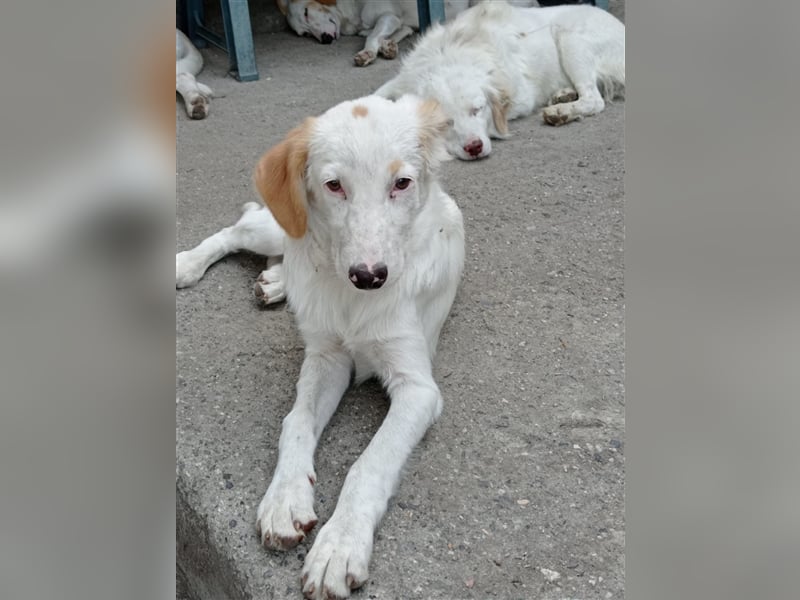 Pallino – familienhundliche Zukunft pfotenringend gesucht!