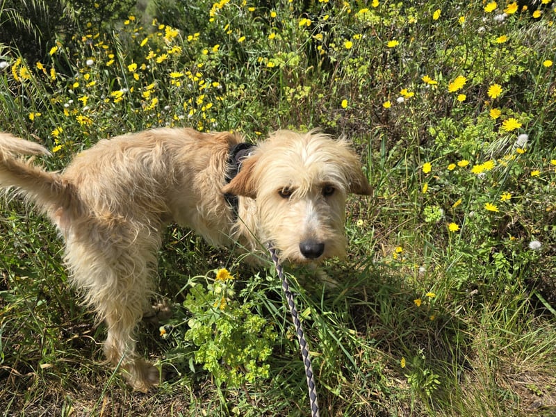 Guido Fussel – ein Schatzhund!