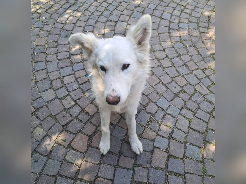 Zuria: „Und jetzt würde ich gern eine Lehre als Familienhund beginnen.“