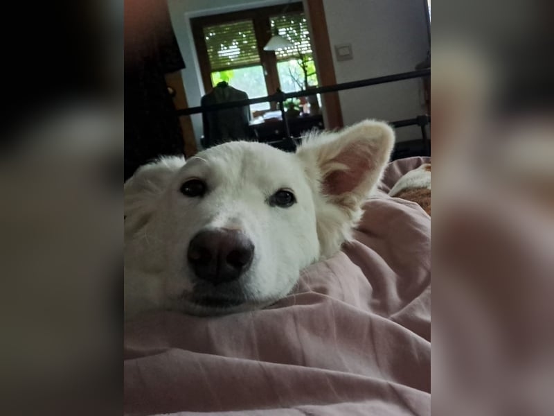 Zuria: „Und jetzt würde ich gern eine Lehre als Familienhund beginnen.“