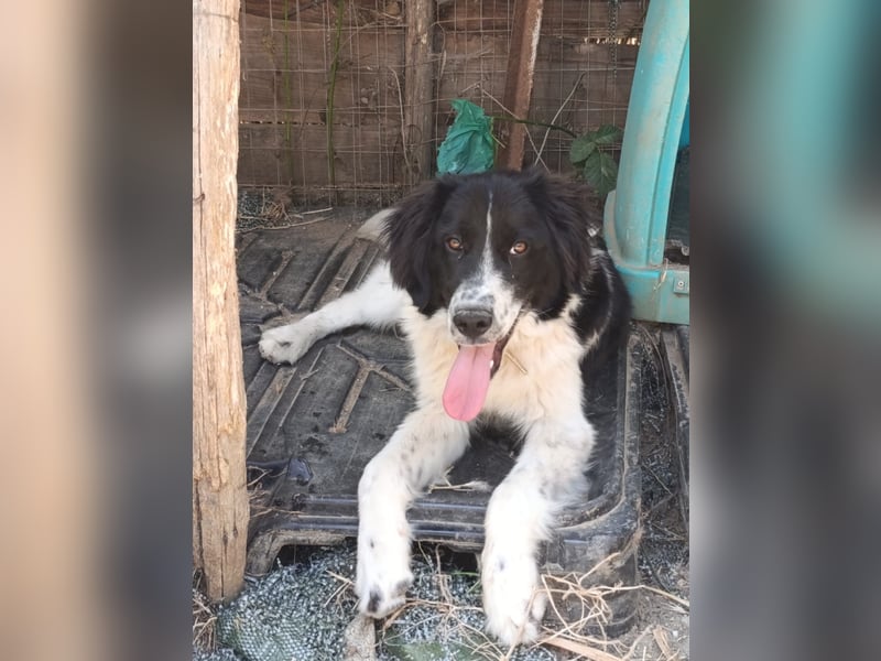 Nilo : “ Wann geht’s los mit dem Familienhundedasein?“