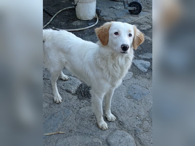 Pallino – familienhundliche Zukunft pfotenringend gesucht!