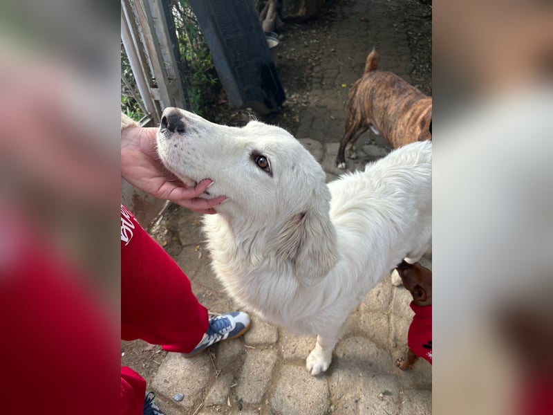 Puffo – Schäfchen im Hundepelz