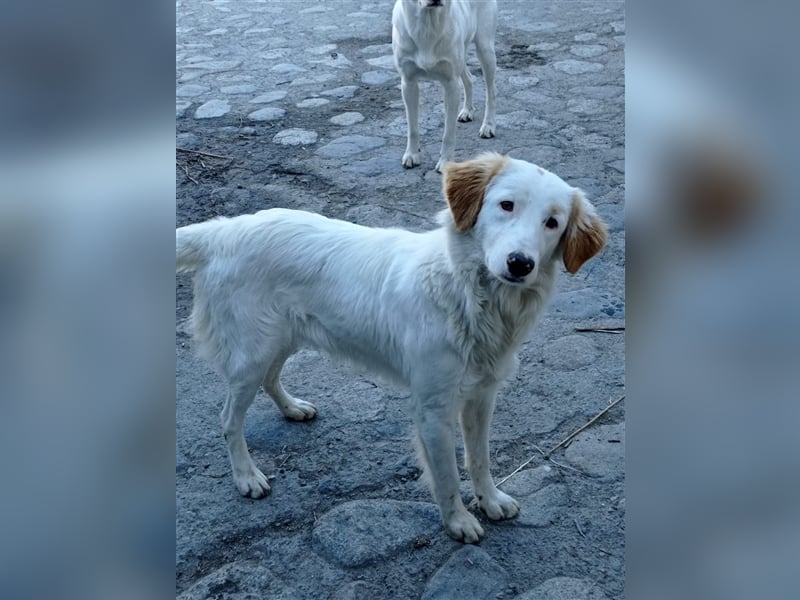 Pallino – familienhundliche Zukunft pfotenringend gesucht!