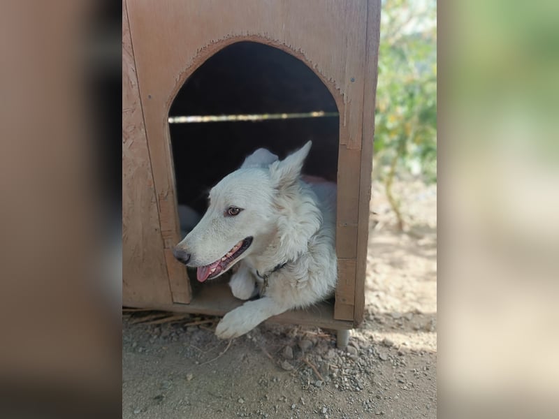 Zuria: „Und jetzt würde ich gern eine Lehre als Familienhund beginnen.“