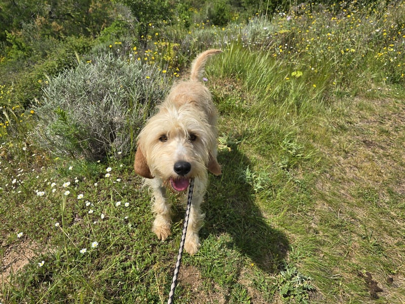 Guido Fussel – ein Schatzhund!