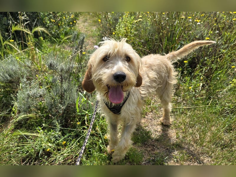 Guido Fussel – ein Schatzhund!