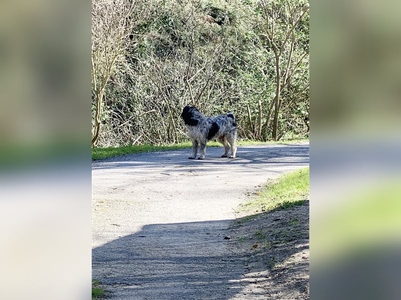 Spino, der Friedensrichter