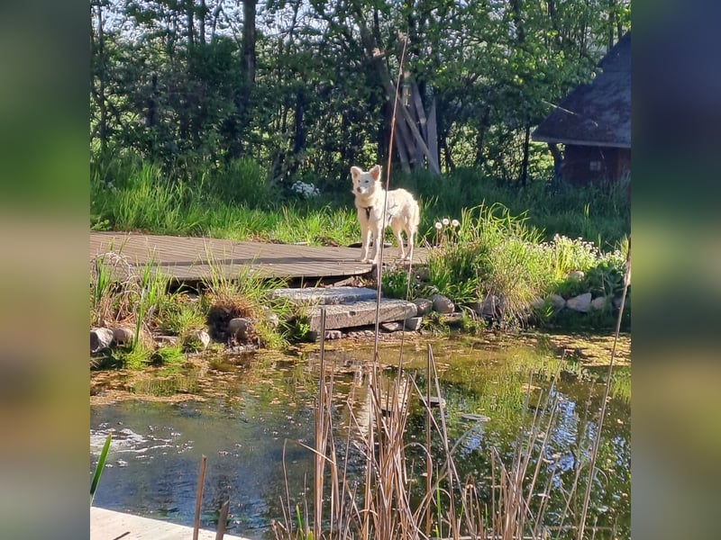 Zuria: „Und jetzt würde ich gern eine Lehre als Familienhund beginnen.“