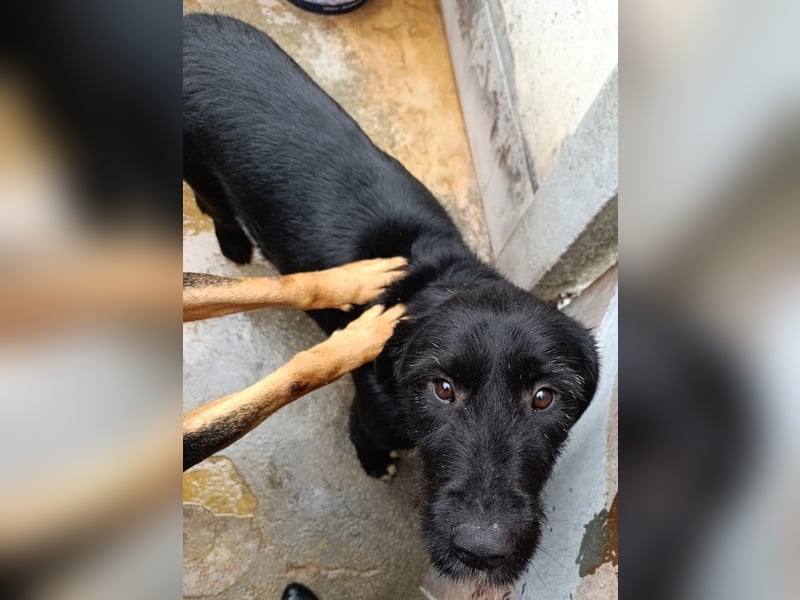 Klaus – zart angestruwwelt, ahnungslos und unwiderstehlich