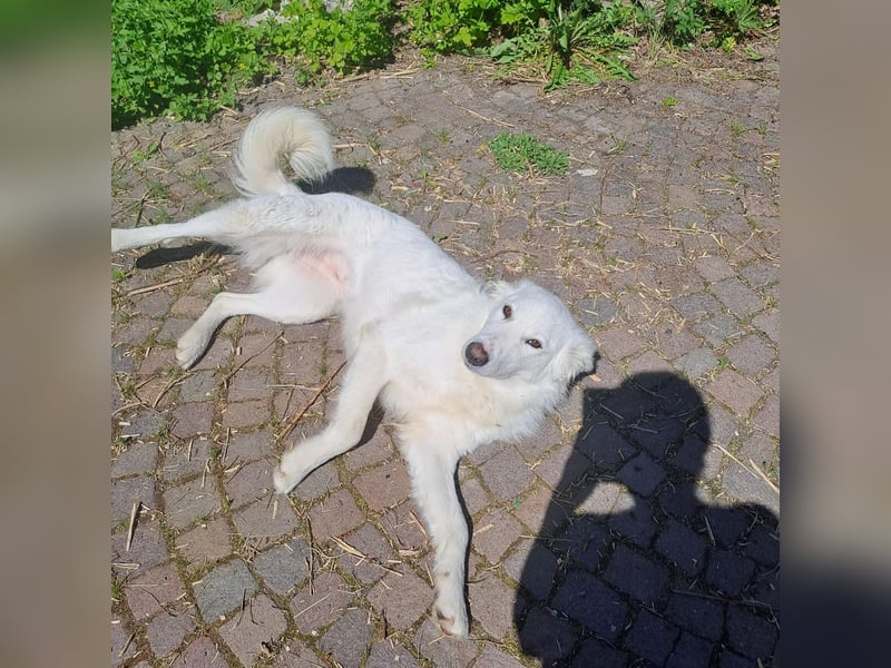 Zuria: „Und jetzt würde ich gern eine Lehre als Familienhund beginnen.“