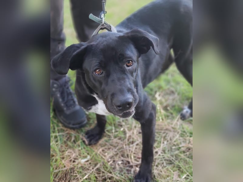 Tea – alles für meine Menschen