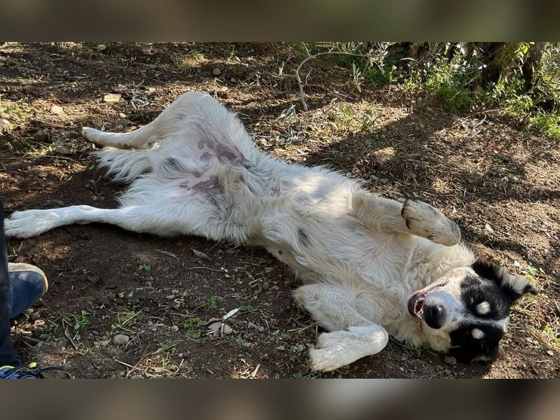 Bob - mindestens ein Engel