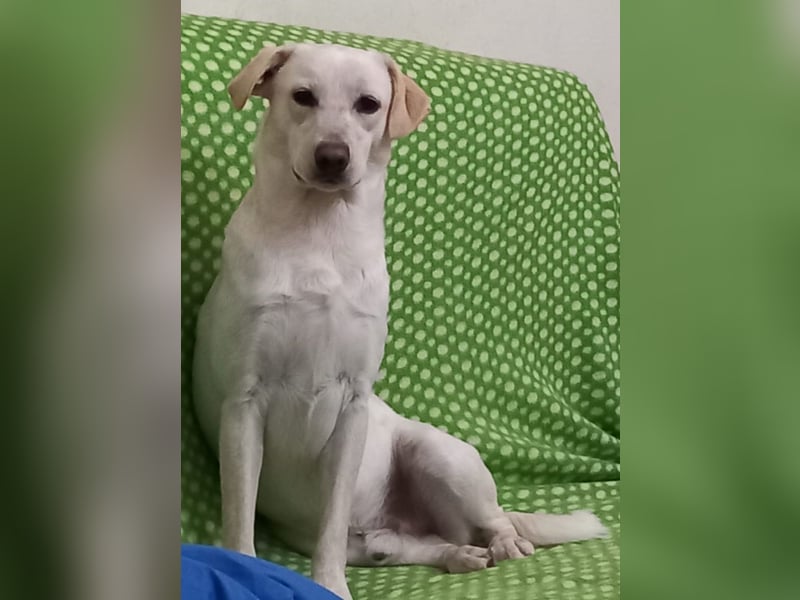 Spank - ein ‚Herzchenhund‘ und sein Doppelgänger