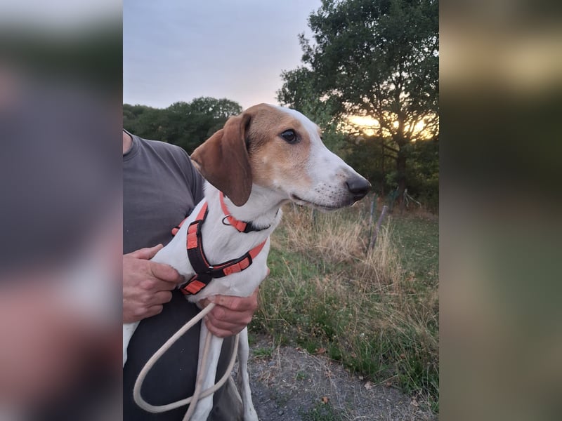 Artù - Traumhund für aktive Familien