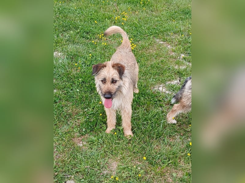 Molly - Schnuckelbürste