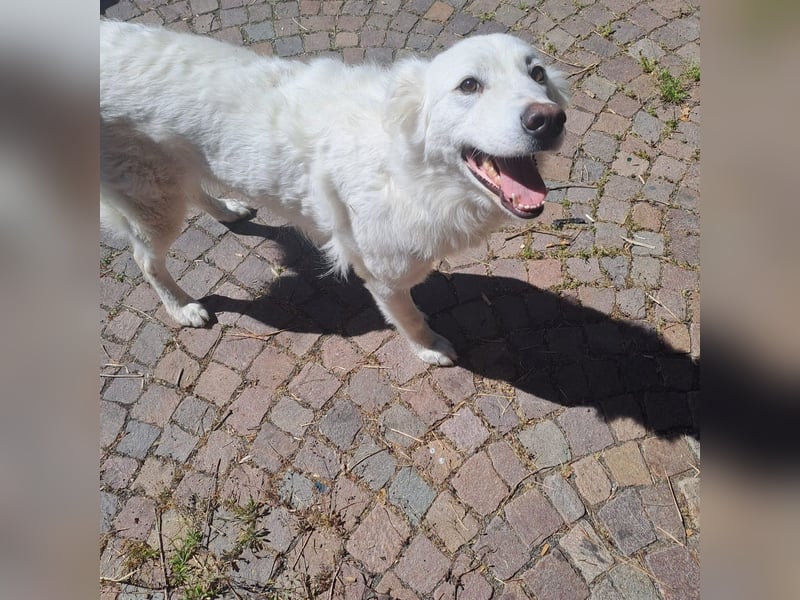 Zuria: „Und jetzt würde ich gern eine Lehre als Familienhund beginnen.“