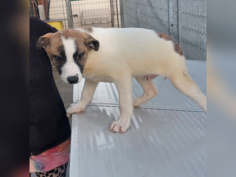 Dexter - ein eigenes Bettchen wäre schön