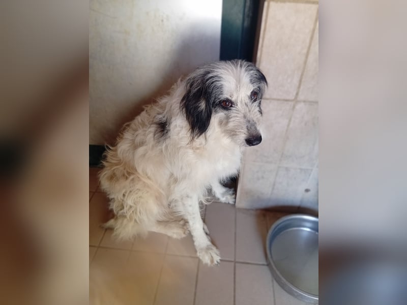 Betty –  liebevolles Geleit ins Leben gesucht