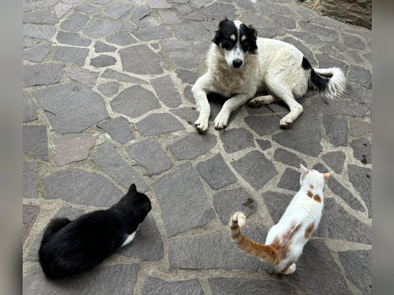 Bob - mindestens ein Engel