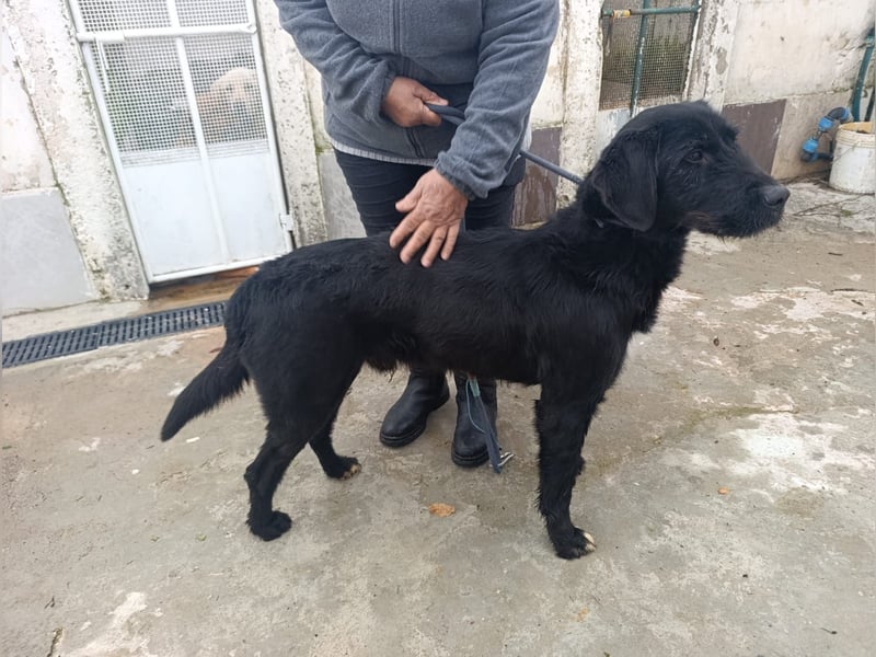 Klaus – zart angestruwwelt, ahnungslos und unwiderstehlich