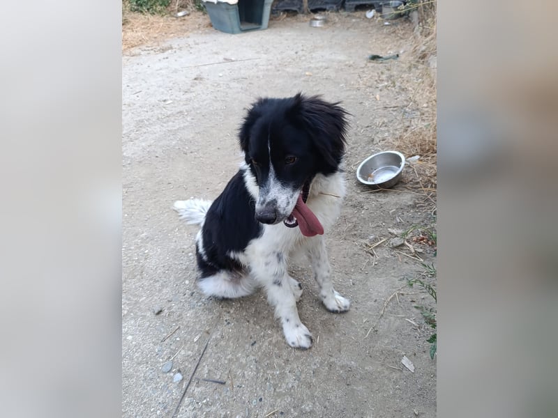 Nilo : “ Wann geht’s los mit dem Familienhundedasein?“