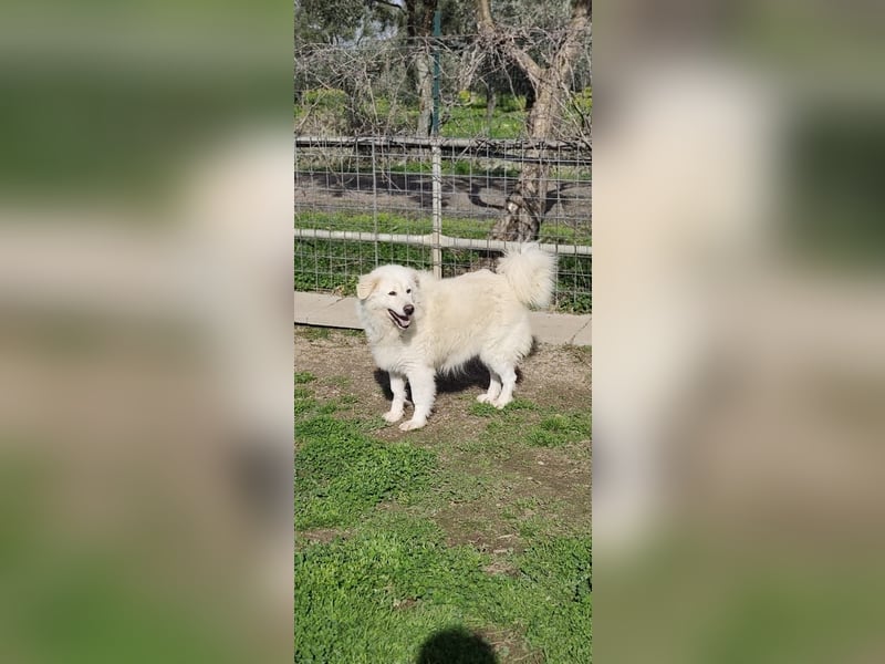 Chicco – höchste Zeit, für’s Leben als Familienhund zu lernen