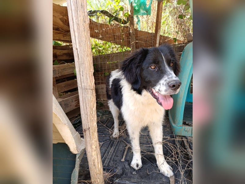 Nilo : “ Wann geht’s los mit dem Familienhundedasein?“