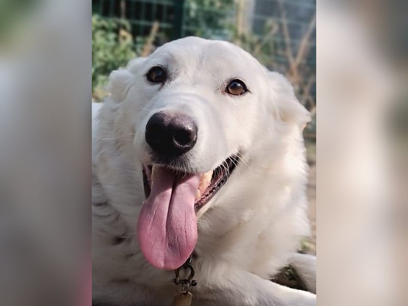 Zuria: „Und jetzt würde ich gern eine Lehre als Familienhund beginnen.“