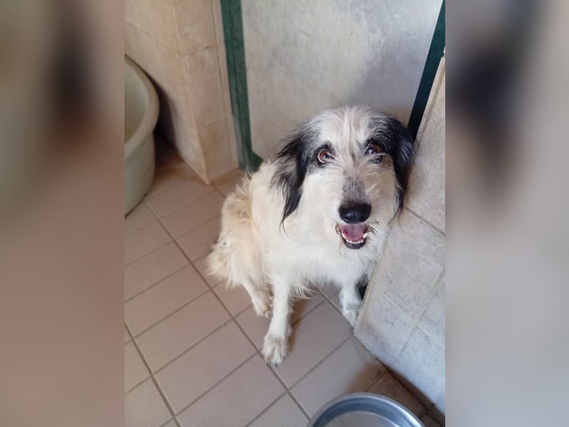 Betty –  liebevolles Geleit ins Leben gesucht