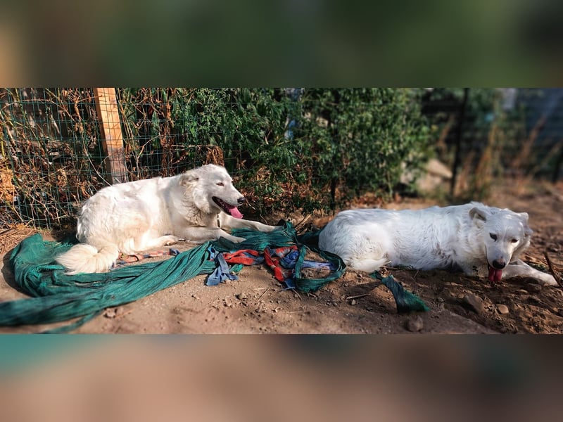 Zuria: „Und jetzt würde ich gern eine Lehre als Familienhund beginnen.“