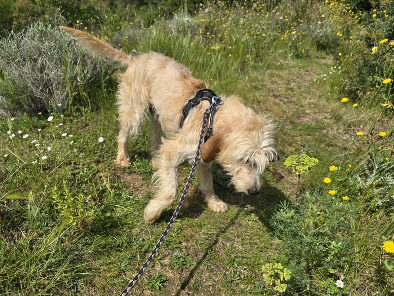 Guido Fussel – ein Schatzhund!