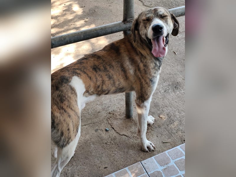 Tigro: bildschöner Hundebub