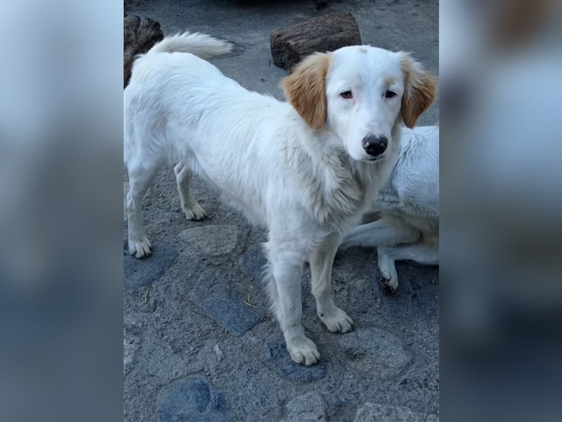 Pallino – familienhundliche Zukunft pfotenringend gesucht!
