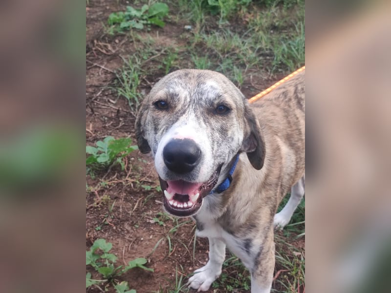 Tigro: bildschöner Hundebub