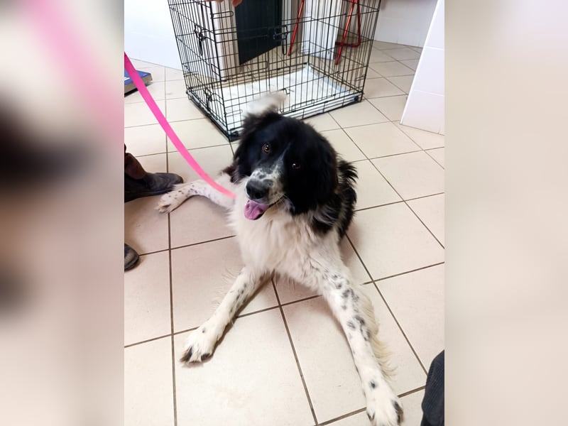 Nilo : “ Wann geht’s los mit dem Familienhundedasein?“