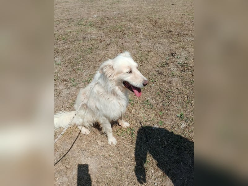 Miele – honigsüß und herzerfrischend