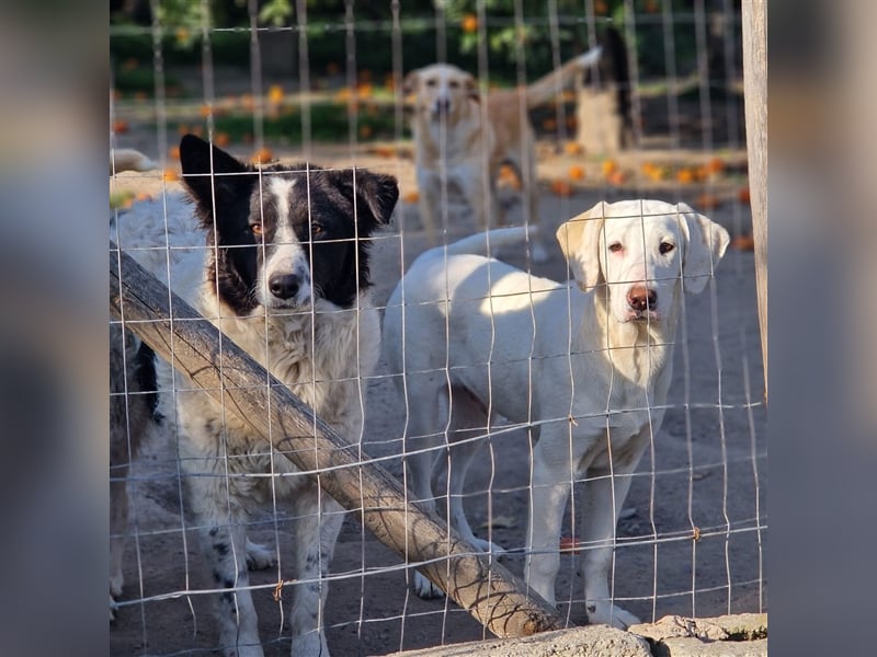 Claudia – Über die Alpen……….