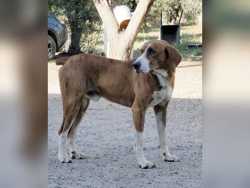Jerry – familienhundliche Lehrstelle gesucht -