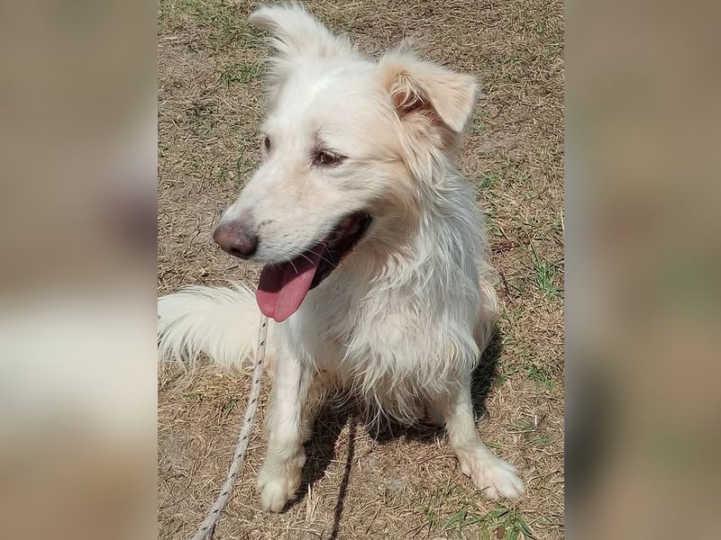 Miele – honigsüß und herzerfrischend