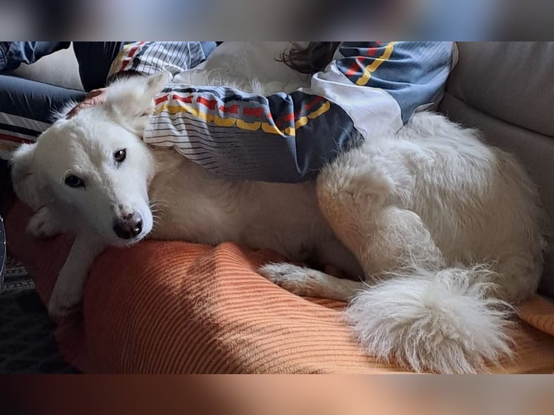Zuria: „Und jetzt würde ich gern eine Lehre als Familienhund beginnen.“