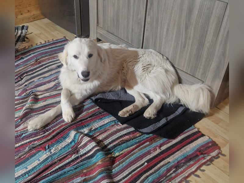 Puffo – Schäfchen im Hundepelz