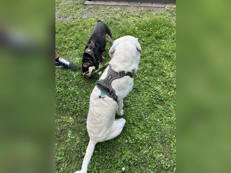 Sugar – zurück auf Start