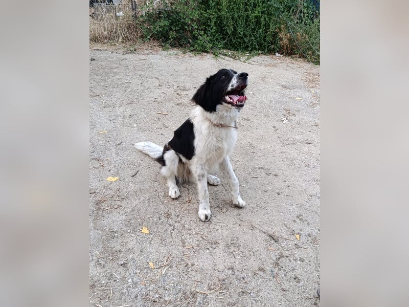 Nilo : “ Wann geht’s los mit dem Familienhundedasein?“