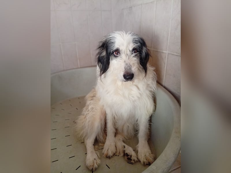 Betty –  liebevolles Geleit ins Leben gesucht