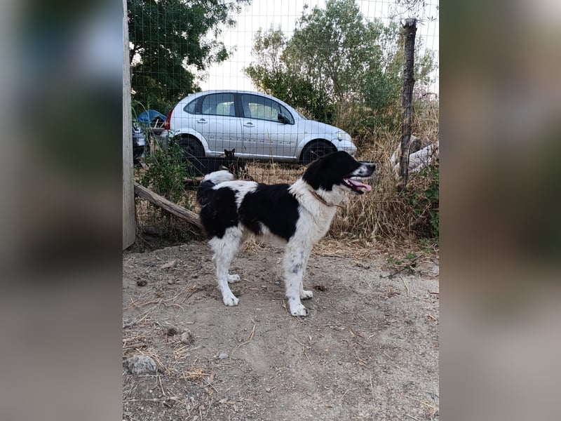 Nilo : “ Wann geht’s los mit dem Familienhundedasein?“