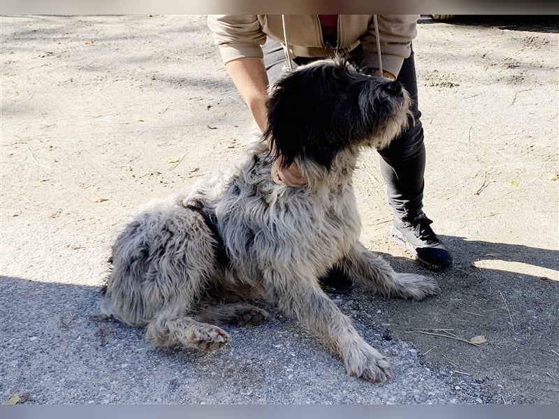 Spino, der Friedensrichter