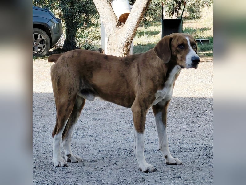 Jerry – familienhundliche Lehrstelle gesucht -