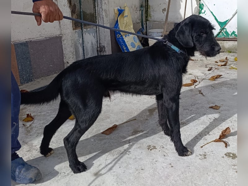 Klaus – zart angestruwwelt, ahnungslos und unwiderstehlich