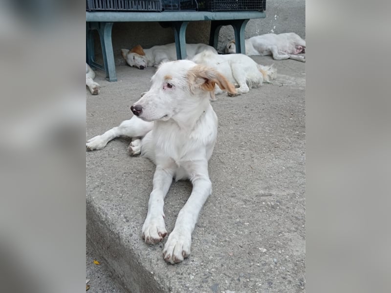 Pallino – familienhundliche Zukunft pfotenringend gesucht!